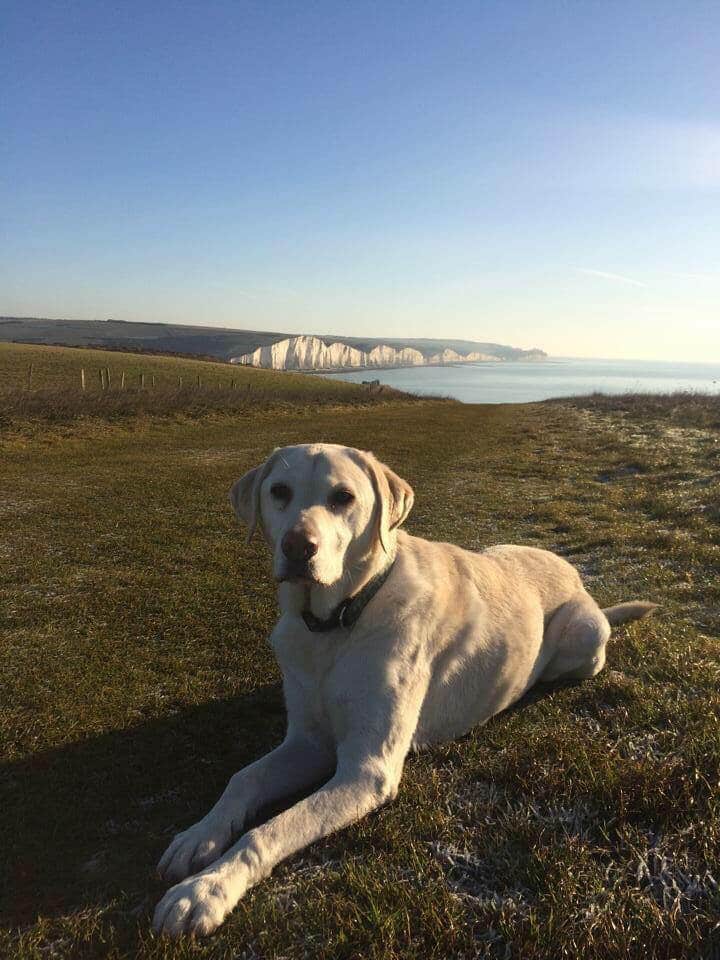 Sunshine and a very good boy