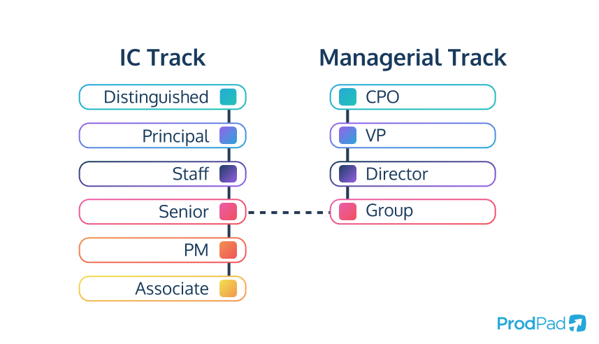 Product Management career ladder showing where Chief Product Officer sits