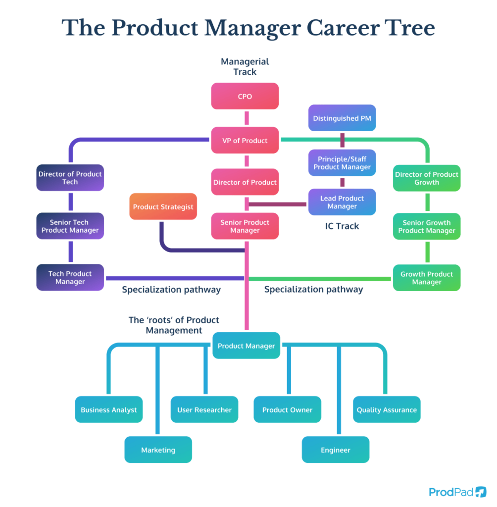 The Product Manager career path tree